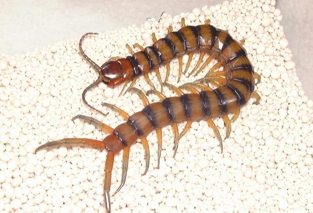 How To Keep Centipedes Out Of Your Bed By Easy And Cleaver Ways