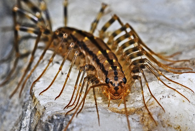 How To Keep Centipedes Out Of Your Bed By Easy And Cleaver Ways