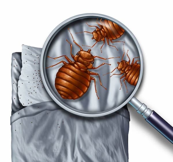 Quick Answer To How Long Can Bed Bugs Live Without Food