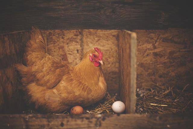 Best Bedding For Chickens How To Choose