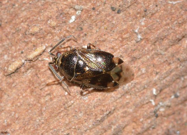 Early Bed Bug Stains On Sheets How To Know