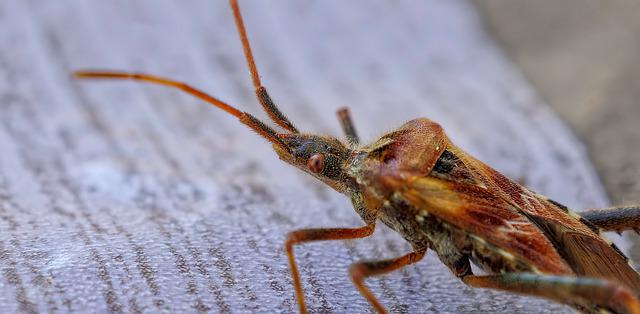 Early Bed Bug Stains On Sheets How To Know