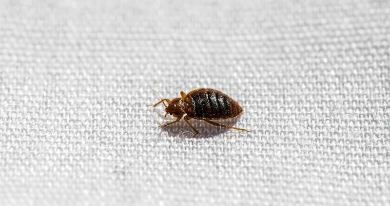 How To Find Bed Bugs During The Day Quick Look & Useful Tips
