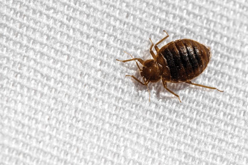 How To Find Bed Bugs During The Day Quick Look & Useful Tips