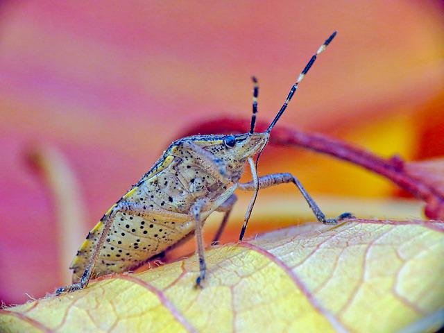 What Attracts Bed Bugs Already Solved