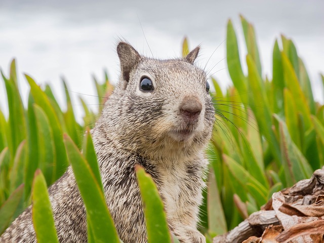 Where Do Squirrels Sleep A Surprising Answer