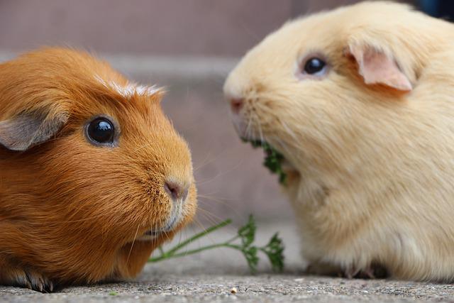 Best Bedding For Guinea Pigs In 2022 A Complete Guide