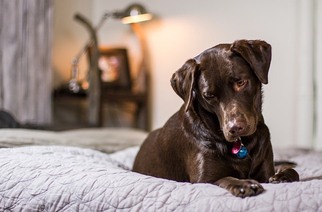 Best Dog Bed For Chewers In 2022 Top 13 Picks