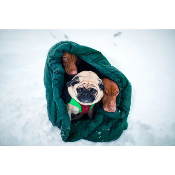 Dog Sleeping Bag