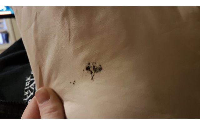 Bed Bug Fecal Stains