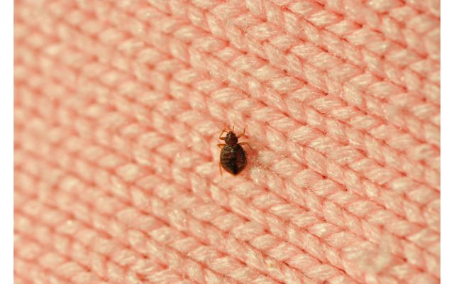 Bed Bugs Odors