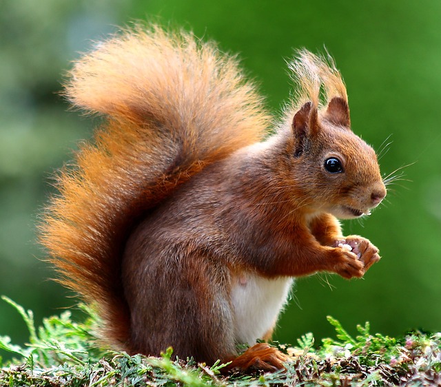 Dangers of Having Squirrels in Your Home