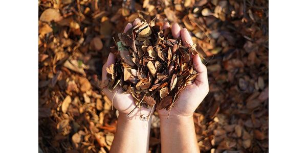 Shredded Dried Leaves