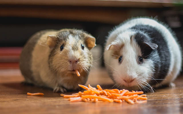 Best Hamster Bedding