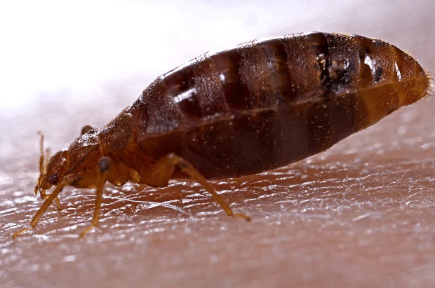 Does Lysol Kill Bed Bugs - the Ultimate Gude