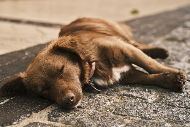 How Much Do Puppies Sleep Make Sure Your Puppy Gets Enough Sleep