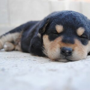 How Much Do Puppies Sleep Make Sure Your Puppy Gets Enough Sleep