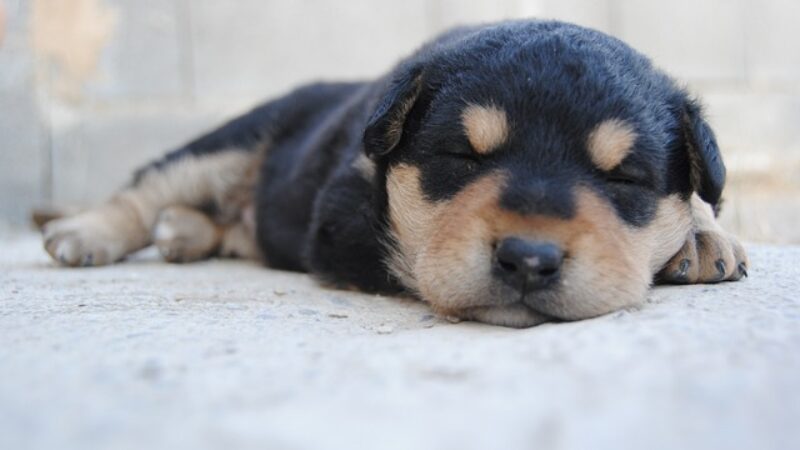 How Much Do Puppies Sleep Make Sure Your Puppy Gets Enough Sleep