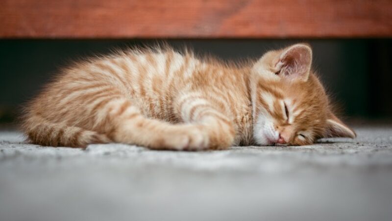 How Much Sleep is Normal for Kittens The Uitimate Guide