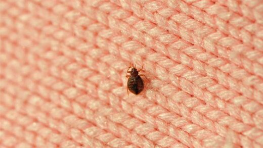 Can Bed Bugs Fly Basic Guidelines