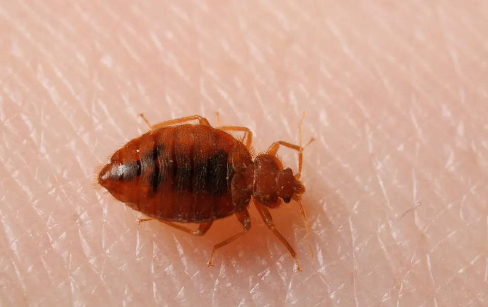 Can Bed Bugs Make You Sick All You Want to Know