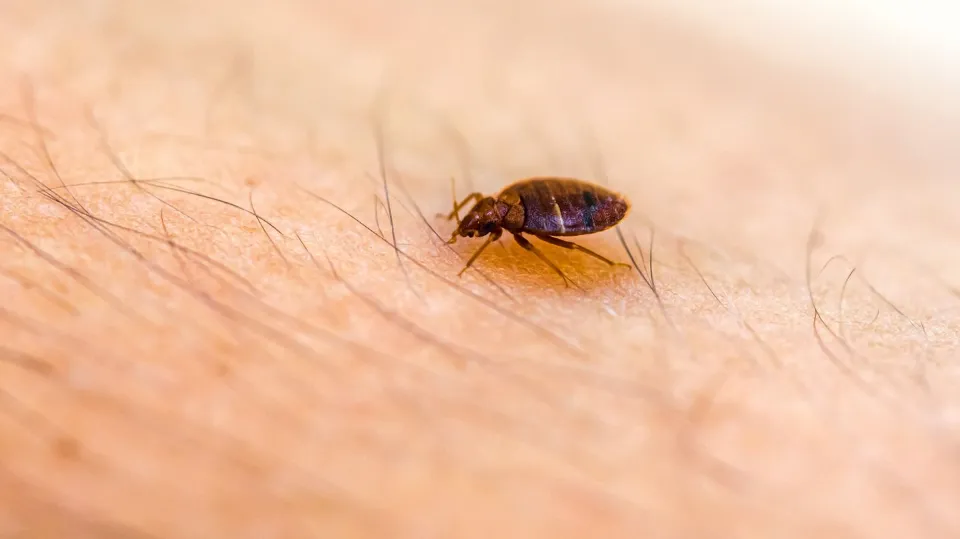 Can Bed Bugs Make You Sick All You Want to Know