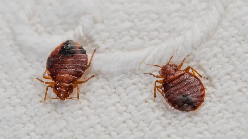 Can Bed Bugs Make You Sick All You Want to Know